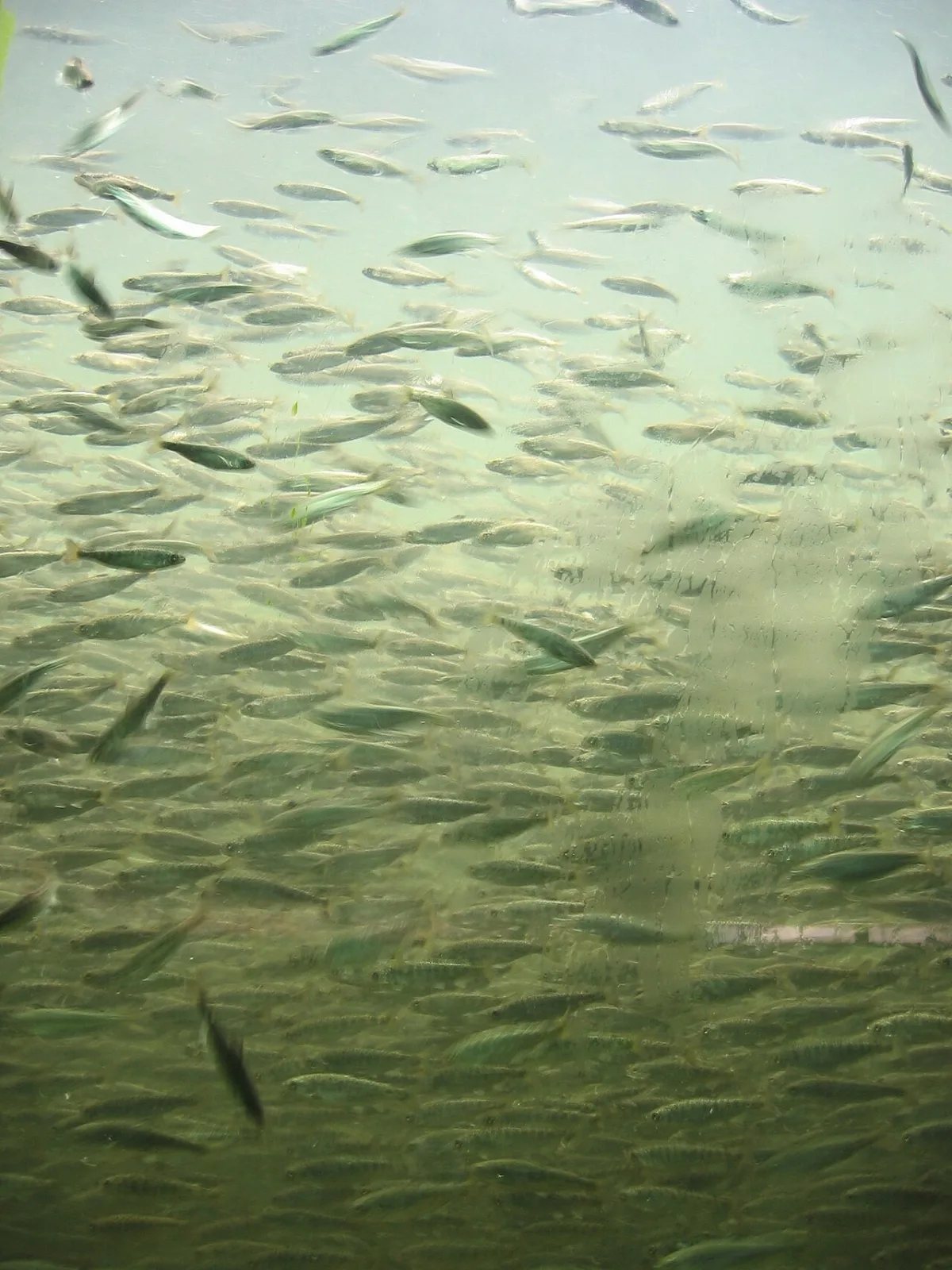 Capilano River Hatchery