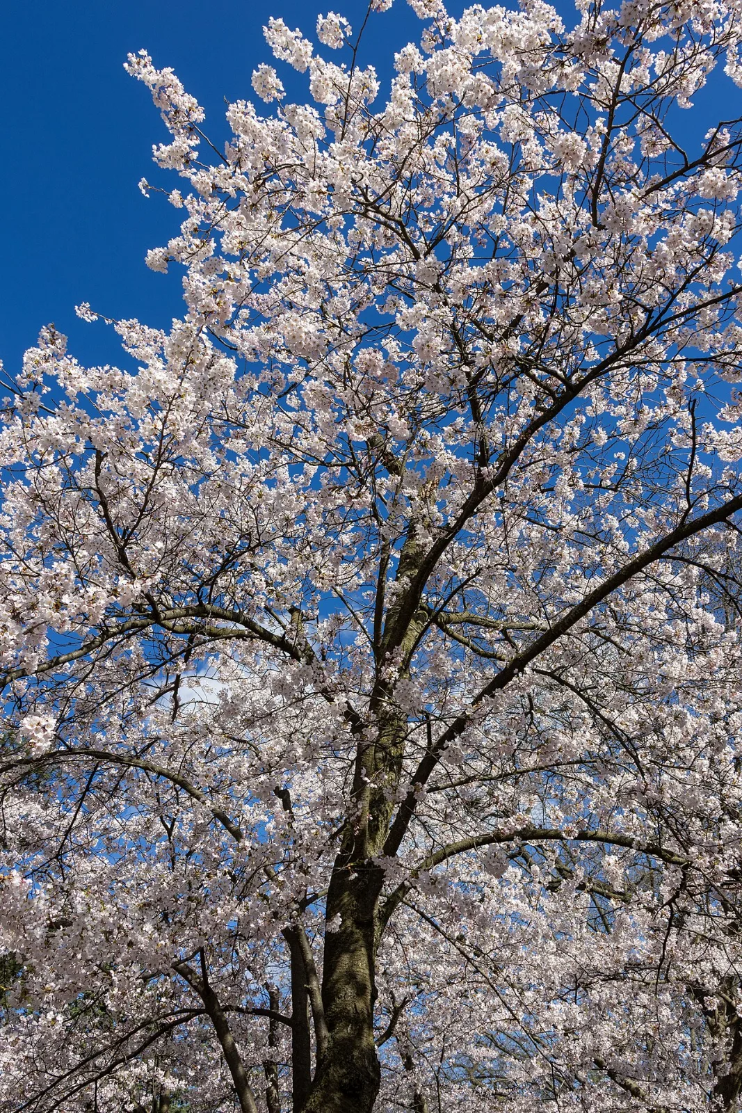High Park