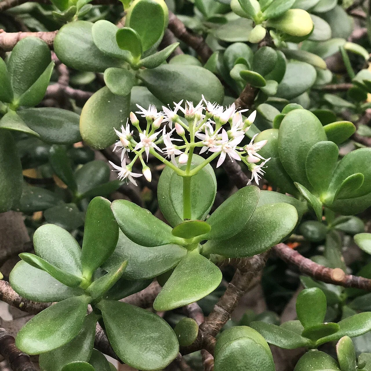 Allan Gardens Conservatory